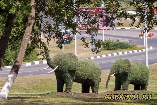 Губкин - родина слонов (голодных).
